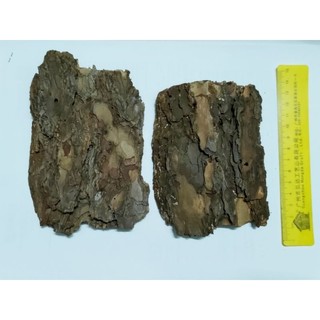 Miếng gỗ thông làm chỗ trú cho isopod, bò sát ...
