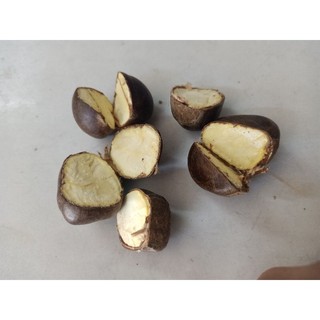 Combo 2 kg hạt dẻ sống Sapa