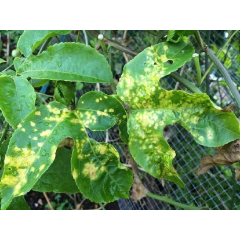 Dung dịch Nano Bạc - A68 Nano Ag chai 100 ml - Diệt nấm trên cây trồng 🍄