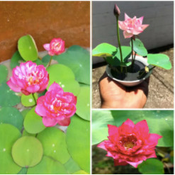 1 Hạt Giống Hoa Sen Nhật Mini màu hoa ngẫu nhiên