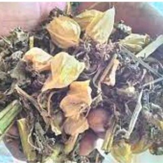 1kg cây tầm bóp khô