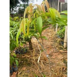 Cây giống vải chín sớm
