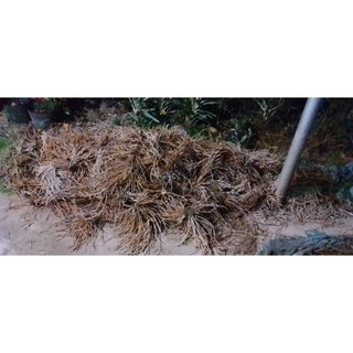gốc măng tây lớn