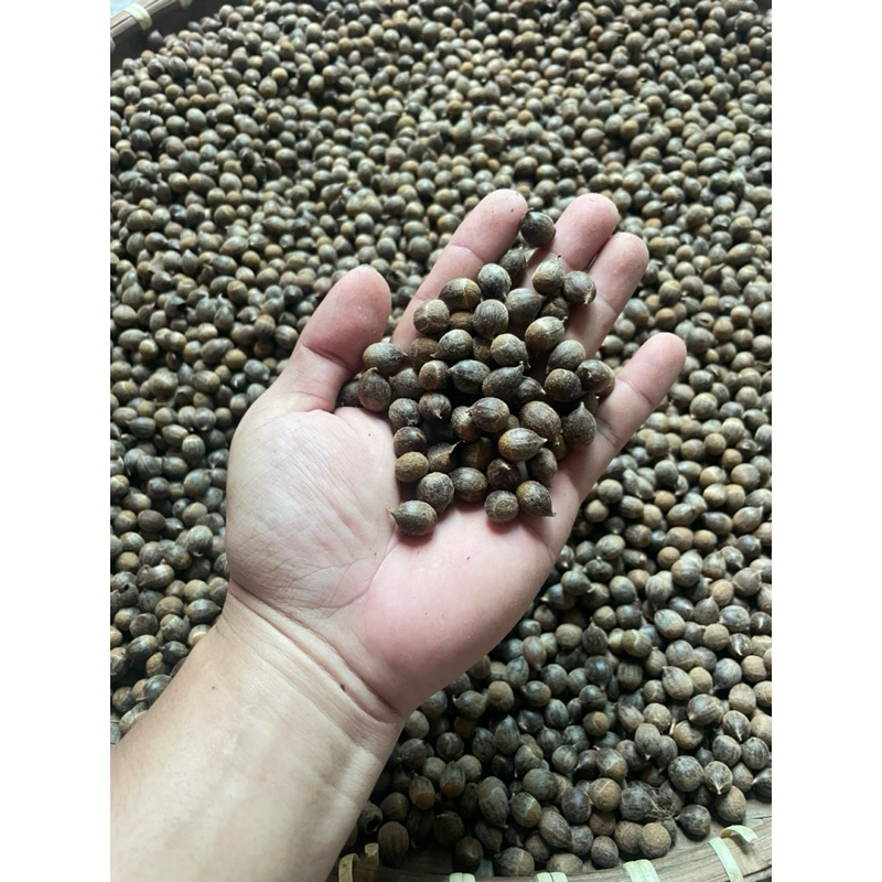 1kg hạt 🌰 dẻ rừng ,Hạt dẻ thóc Hải Dương
