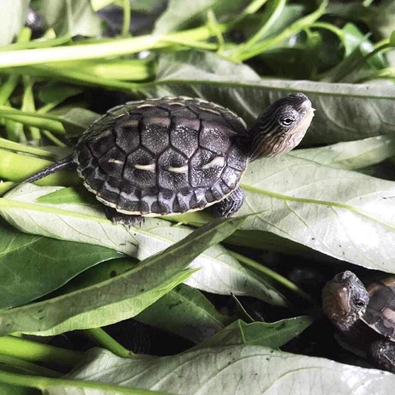 Rùa cảnh mô hình