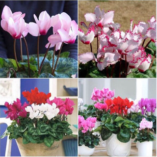 Hạt giống Hoa Anh Thảo Mix 10 Hạt