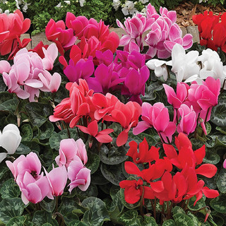Hạt giống Hoa Anh Thảo Mix 10 Hạt