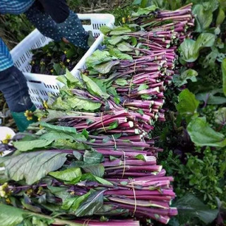 Hạt Giống Cải Ngồng Đỏ 5gr