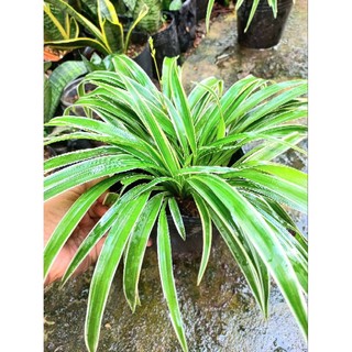 Cỏ lan chi size chậu C6