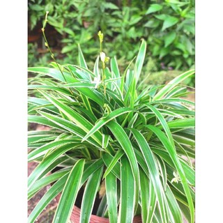 Cỏ lan chi size chậu C6