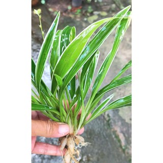Cỏ lan chi size chậu C6