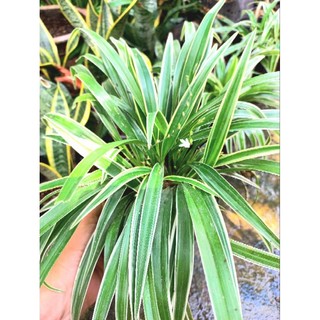 Cỏ lan chi size chậu C6