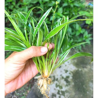 Cỏ lan chi size chậu C6
