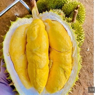Siêu Lân Đỏ- Nova Hoa Kỳ, Lân đỏ tạo mầm