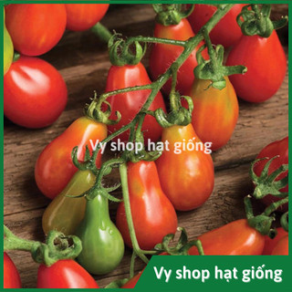 Hạt giống cà chua cherry trái lê quả đỏ nguyên gói 50 hạt