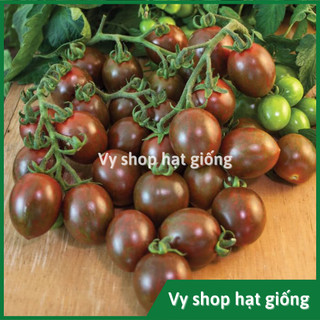 Hạt giống cà chua cherry socola nguyên gói 100 hạt