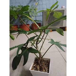 Cây trầu bà én xanh trưởng thành