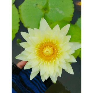 Cây Hoa súng thái màu vàng