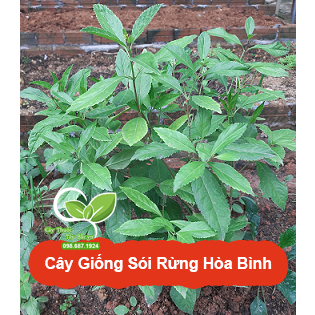 [Cây dược liệu] Cây Sói Rừng (Hòa Bình) tốt cho phổi, dạ dày, xương khớp