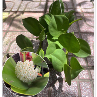 Cẩm cù lá xếp