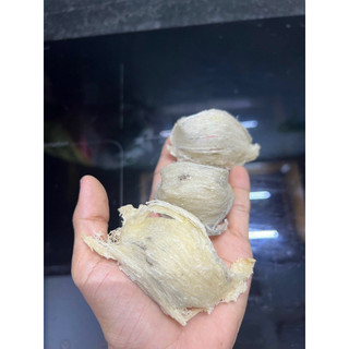 10g yến tổ thô già , sợi gân , ít lông tặng nguyên liệu chưng và nhíp nhặt