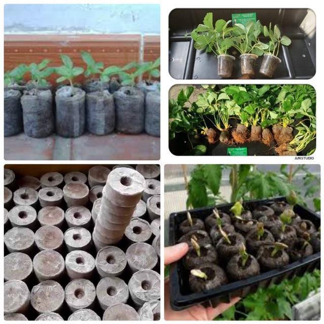 Viên nén ươm hạt xơ dừa kích thích nảy mầm  - sạch sẽ, tiện lợi, cho năng suất cao