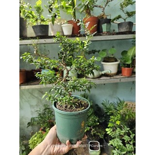Mai chiếu thủy bonsai gốc gân