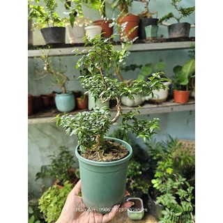 Mai chiếu thủy bonsai GỐC GÂN