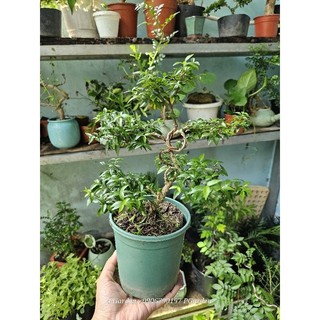 Mai chiếu thủy bonsai GỐC GÂN