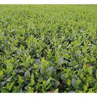 500gr Trà Bắc Thái Nguyên