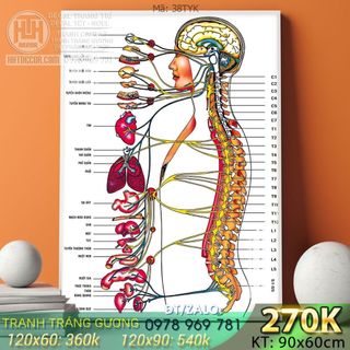 Tranh Tráng gương Y khoa - Giải phẫu cơ thể người