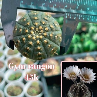 Xương Rồng Gym ragone 3.5-4cm hàng hạt