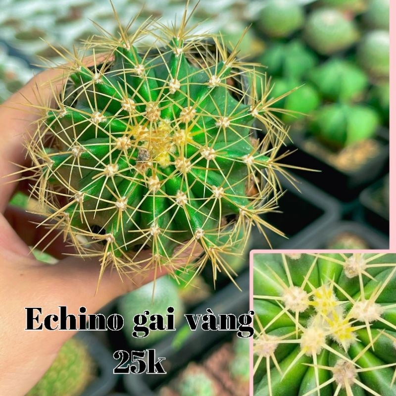 Echino gai vàng 5cm