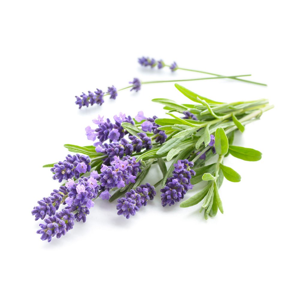 Tinh dầu Oải Hương Aroma Lavender 10ml nguyên chất từ thiên nhiên, Tinh dầu xông phòng, thơm phòng, ngủ ngon, thư giãn