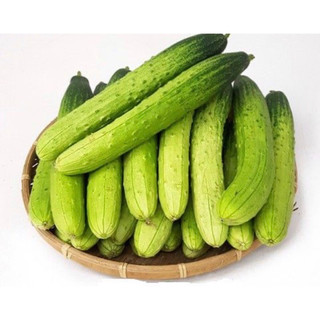 Hạt giống DƯA LEO