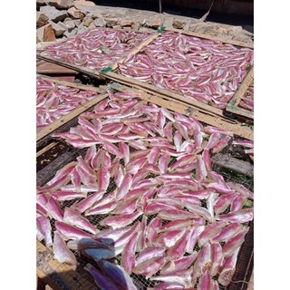 HỎA TỐC 1KI CÁ PHÈN HỒNG 1 NẮNG 🐠🐠