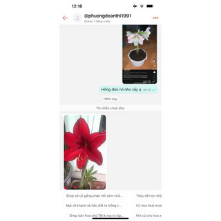 củ Lan Huệ đỏ nhung ngậm nụ cho hoa Tết