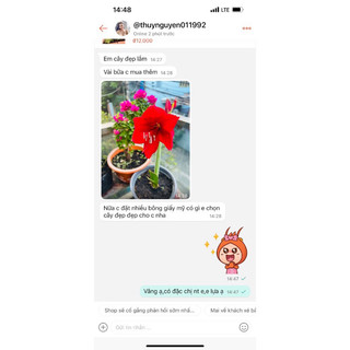 củ Lan Huệ đỏ nhung ngậm nụ cho hoa Tết
