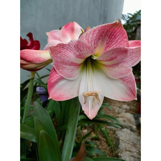 Củ lan huệ hồng đào