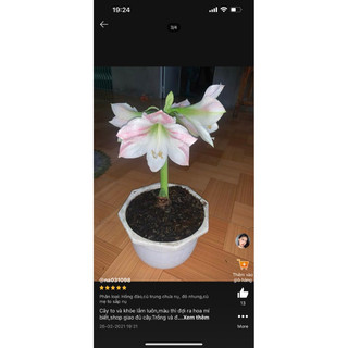 củ lan huệ hồng đào ngậm nụ hoa Tết