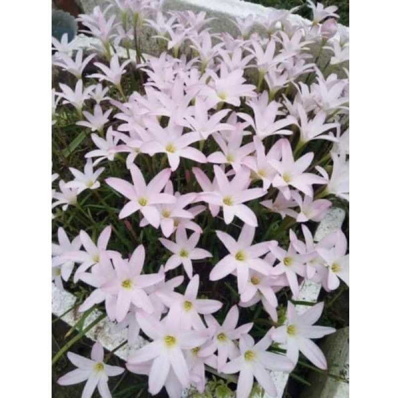 củ hoa huệ mưa màu trắng thái