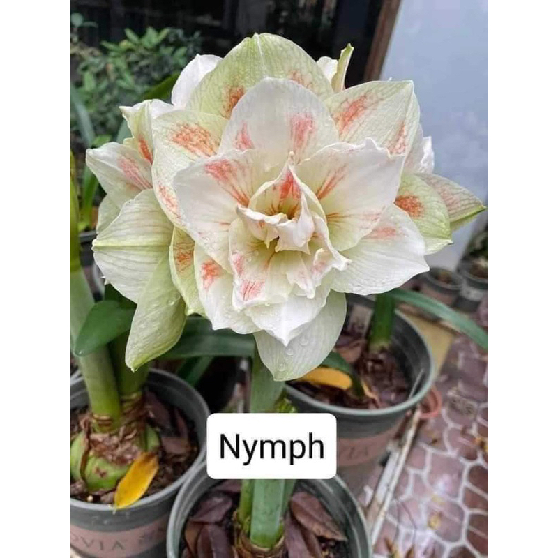 củ hoa Lan Huệ Tây kép Nymph Tết hoa
