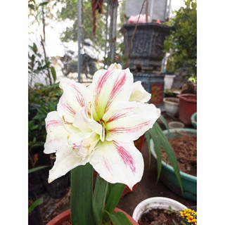 củ hoa Lan Huệ Tây kép Nymph Tết hoa