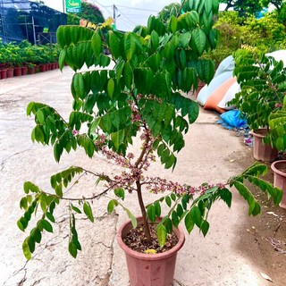 Cây khế ngọt trưởng thành đang hoa quả cao 80cm