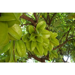Cây khế chua đang hoa quả trưởng thành cao 70-80cm