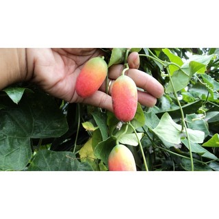 Hạt giống Cây Bình Bát Dây - gói 10 hạt