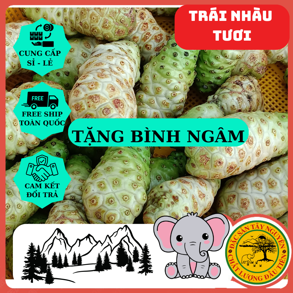 Trái Nhàu Tươi Ngâm Đường Phèn.Tặng Bình Ngâm. Nhắn tin cho shop trước khi đặt nhé.