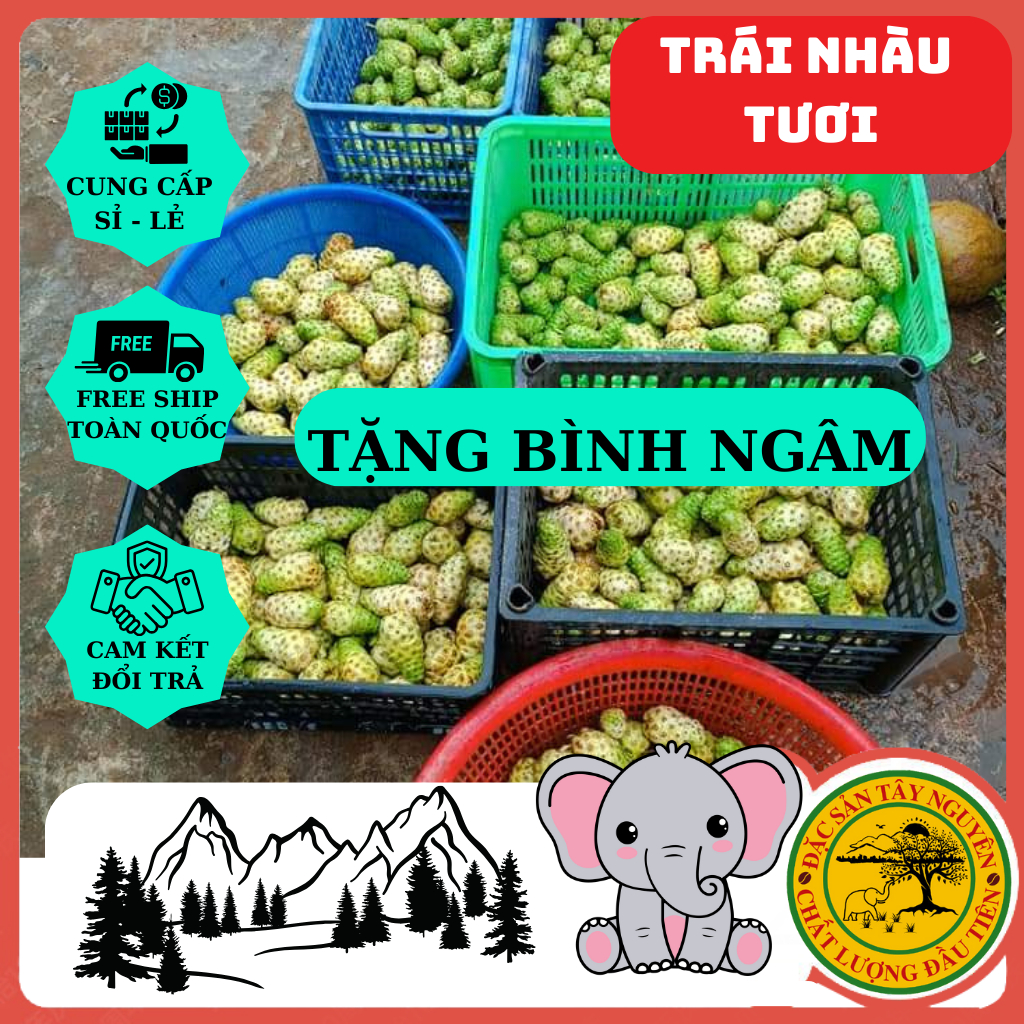 Trái Nhàu Tươi Ngâm Đường Phèn.Tặng Bình Ngâm. Nhắn tin cho shop trước khi đặt nhé.