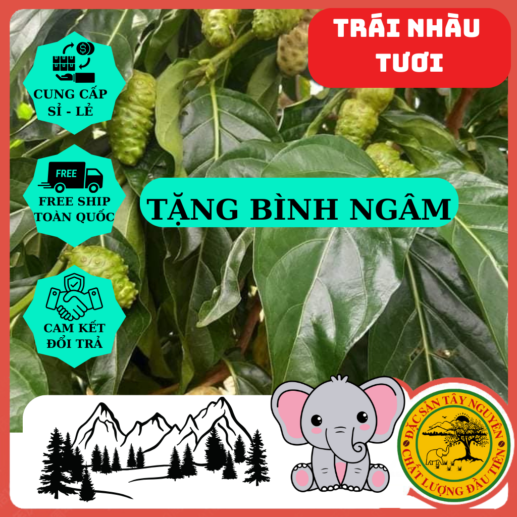Trái Nhàu Tươi Ngâm Đường Phèn.Tặng Bình Ngâm. Nhắn tin cho shop trước khi đặt nhé.