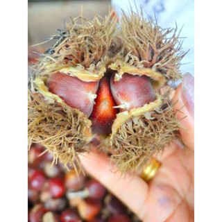 Hạt Dẻ Trùng Khánh Cao Bằng